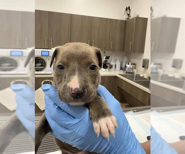 Medium Photo #1 American Pit Bull Terrier-Unknown Mix Puppy For Sale in Baytown, TX, USA