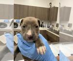 Small American Pit Bull Terrier Mix