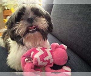 Shih Tzu Dogs for adoption in St. Louis Park, MN, USA