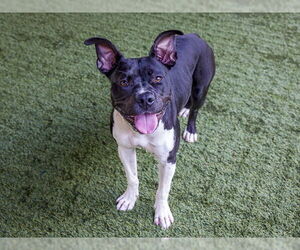 American Pit Bull Terrier-Unknown Mix Dogs for adoption in Pasadena, CA, USA