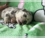 Puppy Puppy 1 French Bulldog