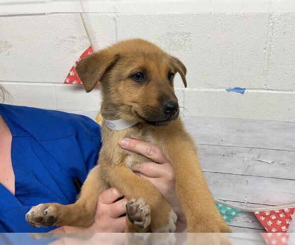 Medium Photo #1 German Shepherd Dog-Unknown Mix Puppy For Sale in San Bernardino, CA, USA