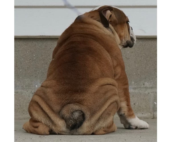 Medium Photo #3 Beabull-English Bulldog Mix Puppy For Sale in NAPPANEE, IN, USA