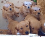 Small Photo #5 Golden Retriever Puppy For Sale in DULUTH, MN, USA