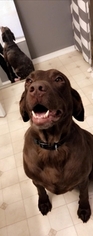 Labrador Retriever Dogs for adoption in TUSCOLA, IL, USA