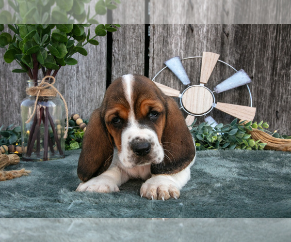 Medium Photo #28 Basset Hound Puppy For Sale in FRESNO, OH, USA