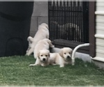 Small Photo #8 English Cream Golden Retriever Puppy For Sale in PHOENIX, AZ, USA