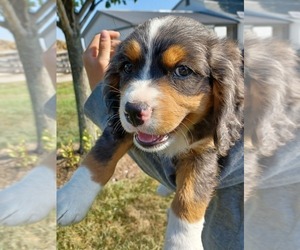 Bernese Mountain Dog-Cavalier King Charles Spaniel Mix Puppy for sale in NILES, MI, USA