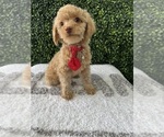 Small #2 Poodle (Toy)