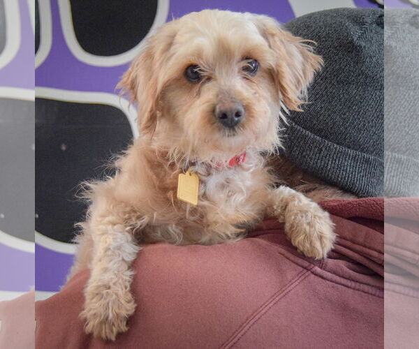 Medium Photo #5 Mutt Puppy For Sale in Huntley, IL, USA