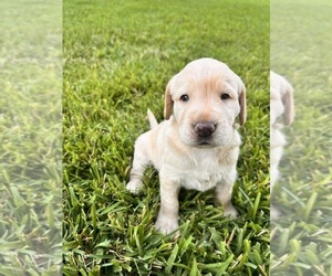 Labradoodle Puppy for sale in JACKSONVILLE, FL, USA