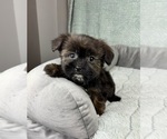 Image preview for Ad Listing. Nickname: Sydney