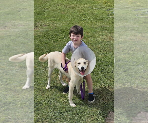 Medium Photo #7 Labrador Retriever-Unknown Mix Puppy For Sale in Lillian, TX, USA