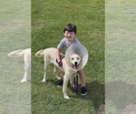 Small #6 Labrador Retriever Mix
