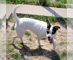 Small #3 Rat Terrier