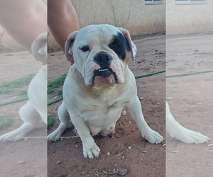 Mother of the Olde English Bulldogge puppies born on 01/09/2022