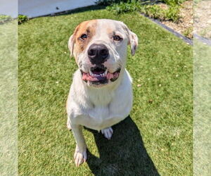 Mastiff-Unknown Mix Dogs for adoption in Calhoun, GA, USA