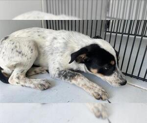 Mutt Dogs for adoption in Houston, TX, USA