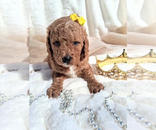 Medium Photo #19 Goldendoodle (Miniature) Puppy For Sale in GASTONIA, NC, USA