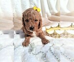 Small Photo #19 Goldendoodle (Miniature) Puppy For Sale in GASTONIA, NC, USA