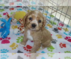 Cocker Spaniel Puppy for sale in ORO VALLEY, AZ, USA