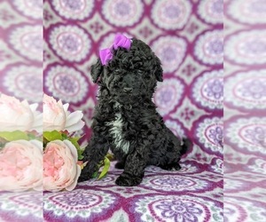 Poodle (Miniature) Puppy for sale in KIRKWOOD, PA, USA