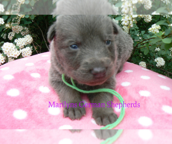 Medium Photo #2 German Shepherd Dog Puppy For Sale in PIEDMONT, MO, USA