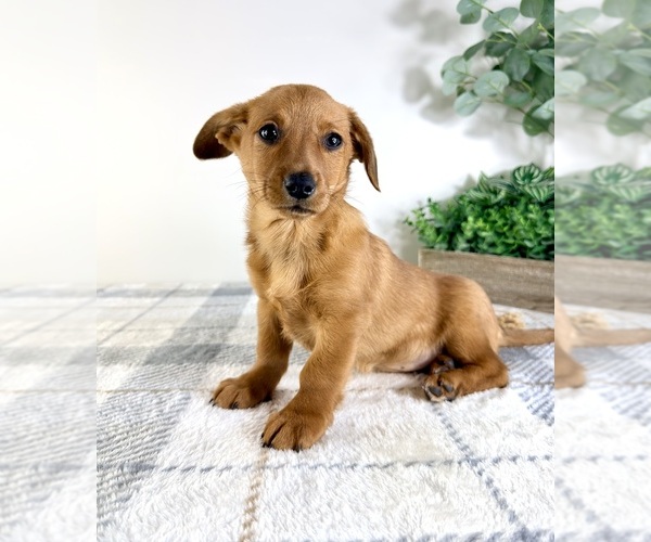 Medium Photo #3 Dorgi Puppy For Sale in GREENFIELD, IN, USA