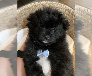 Shiranian Puppy for sale in MURFREESBORO, TN, USA