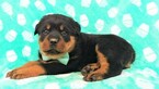 Small Photo #5 Rottweiler Puppy For Sale in LANCASTER, PA, USA