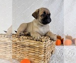 Small #2 Pug