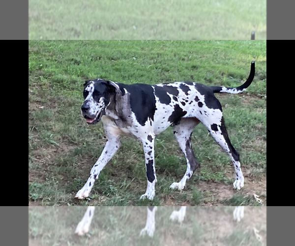 Medium Photo #1 Great Dane Puppy For Sale in BLOOMFIELD, KY, USA