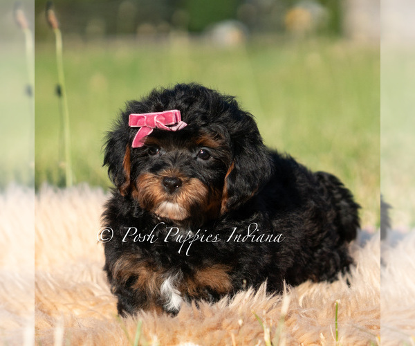 Medium Photo #14 Maltipoo (Miniature) Puppy For Sale in WARSAW, IN, USA
