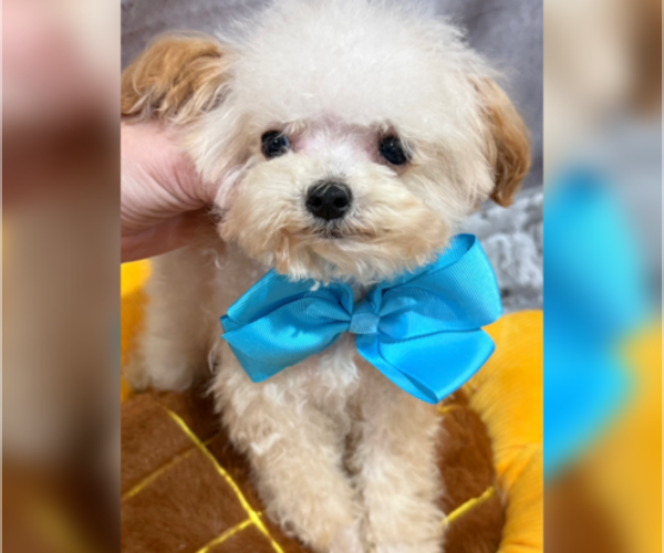 Medium Photo #1 Maltipoo (Toy) Puppy For Sale in RANCHO BERNARDO, CA, USA