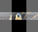 Image preview for Ad Listing. Nickname: Litter of 2