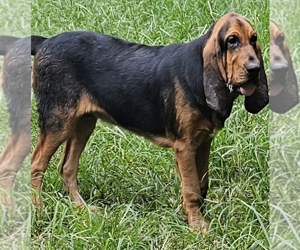 Medium Photo #8 Bloodhound Puppy For Sale in TOCCOA, GA, USA