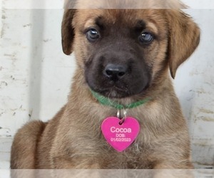 Mastador Puppy for sale in BROOKSVILLE, FL, USA