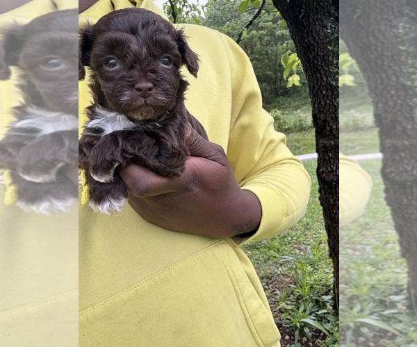 Medium Photo #12 YorkiePoo Puppy For Sale in VANCEBURG, KY, USA