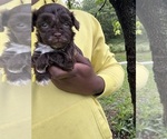 Small #2 YorkiePoo
