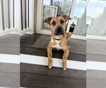 Small Boxer Mix
