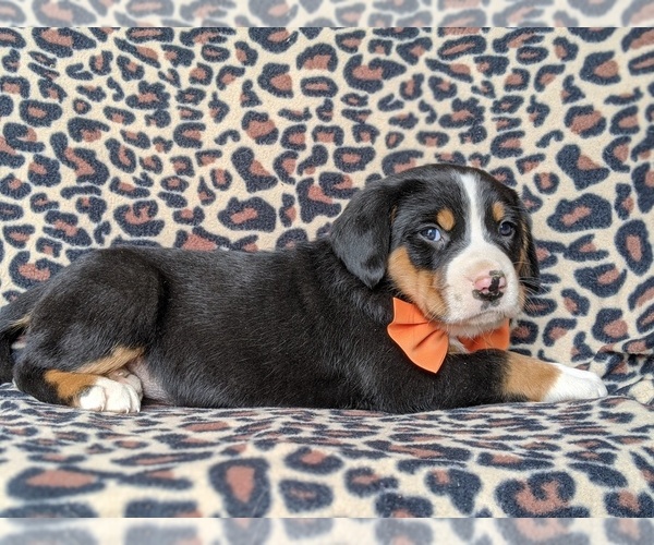 Medium Photo #4 Greater Swiss Mountain Dog Puppy For Sale in CHRISTIANA, PA, USA