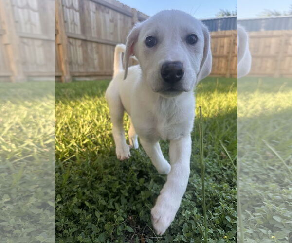 Medium Photo #4 Great Pyrenees-Unknown Mix Puppy For Sale in Houston, TX, USA