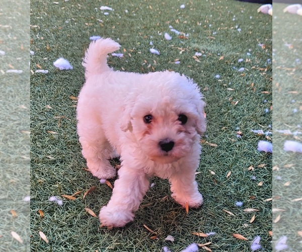 Medium Photo #6 Maltipoo Puppy For Sale in LAKESIDE, CA, USA