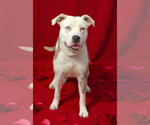 Medium Photo #1 Catahoula Leopard Dog-Unknown Mix Puppy For Sale in Talladega, AL, USA