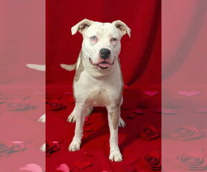 Catahoula Leopard Dog-Unknown Mix Dogs for adoption in Talladega, AL, USA