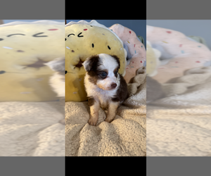 Miniature Australian Shepherd Puppy for sale in SHERMAN, TX, USA