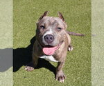 Small American Pit Bull Terrier Mix