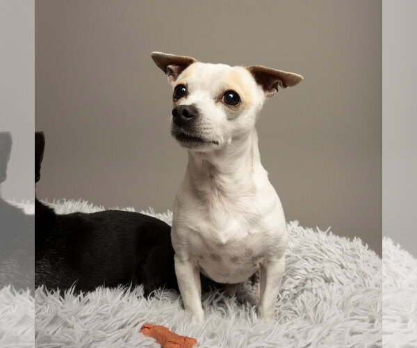 Medium Photo #1 Chihuahua-Unknown Mix Puppy For Sale in Rowlett, TX, USA