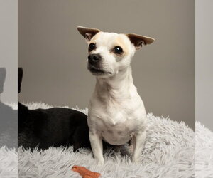 Chihuahua-Unknown Mix Dogs for adoption in Rowlett, TX, USA