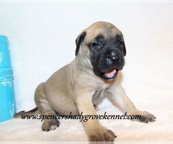 Medium Photo #1 Mastiff Puppy For Sale in CABOOL, MO, USA